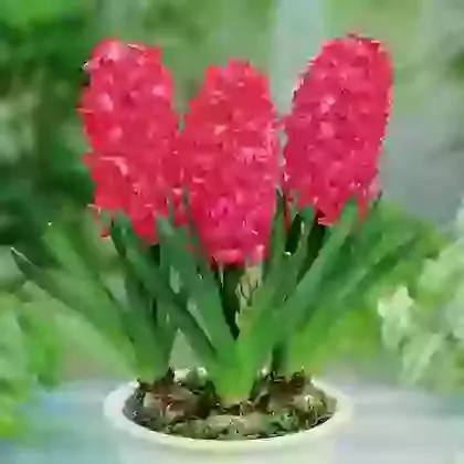 Prepared Christmas Hyacinths